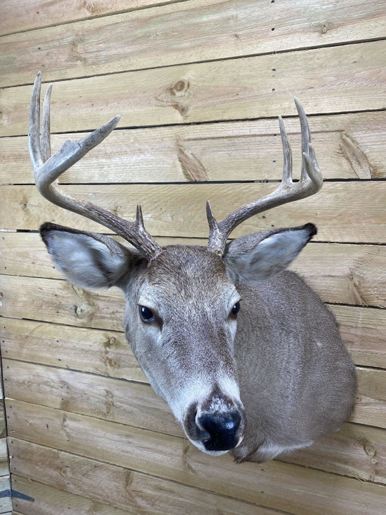 9pt Whitetail Taxidermy Mount (1 of 5)