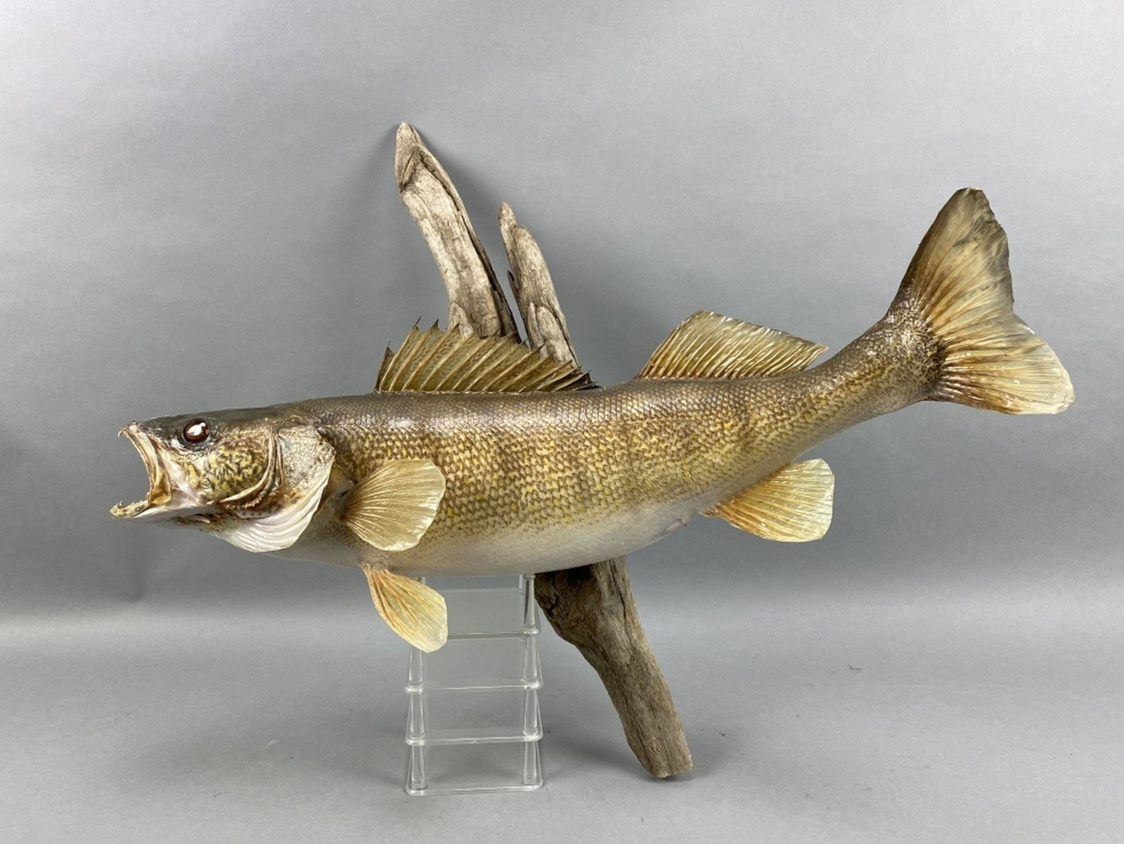 Walleye Taxidermy Mount: mounted on driftwood wall mount, in good condition, 24"L, est. Market Determined