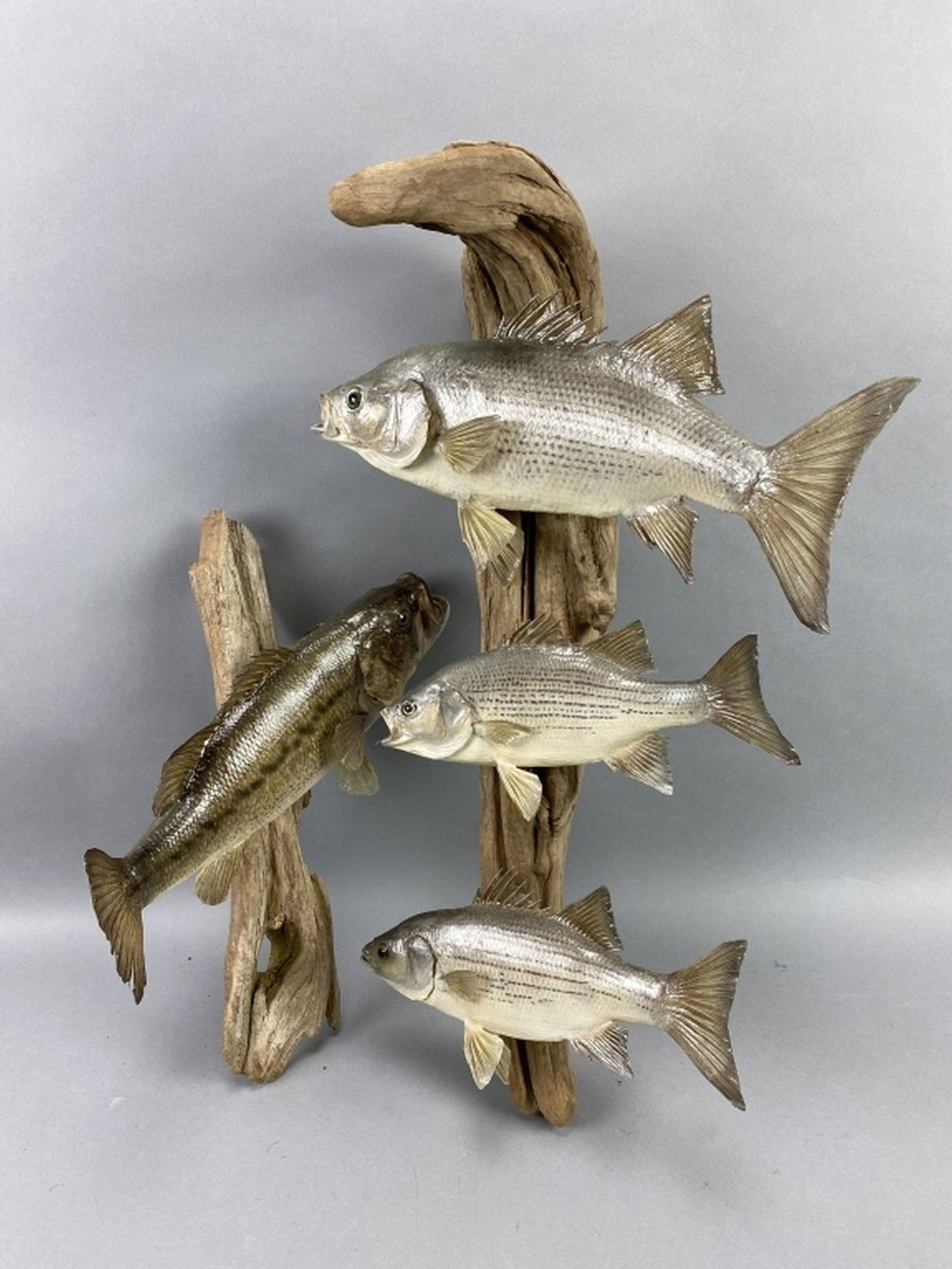 4 Fish Taxidermy Mounts (1 of 3)