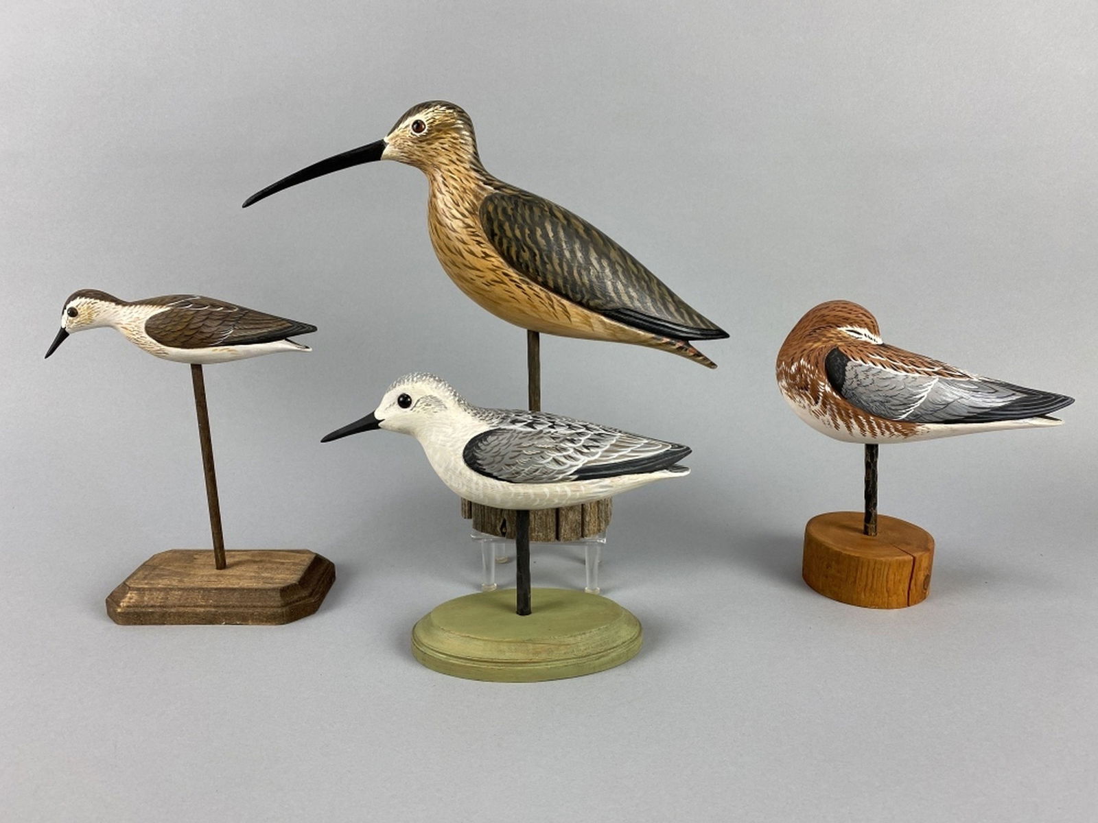 4 Anthony Hillman Shorebirds (1 of 7)