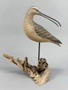 Eddie Wozny Curlew Shorebird