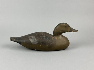 Dodge Gadwall Hen