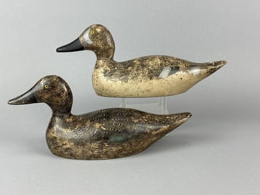 Evans Pr of Blue-Winged Teal