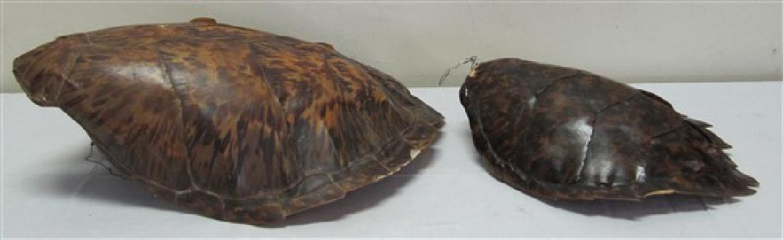 2 Large Animal Shells: 2 Large Animal Shells