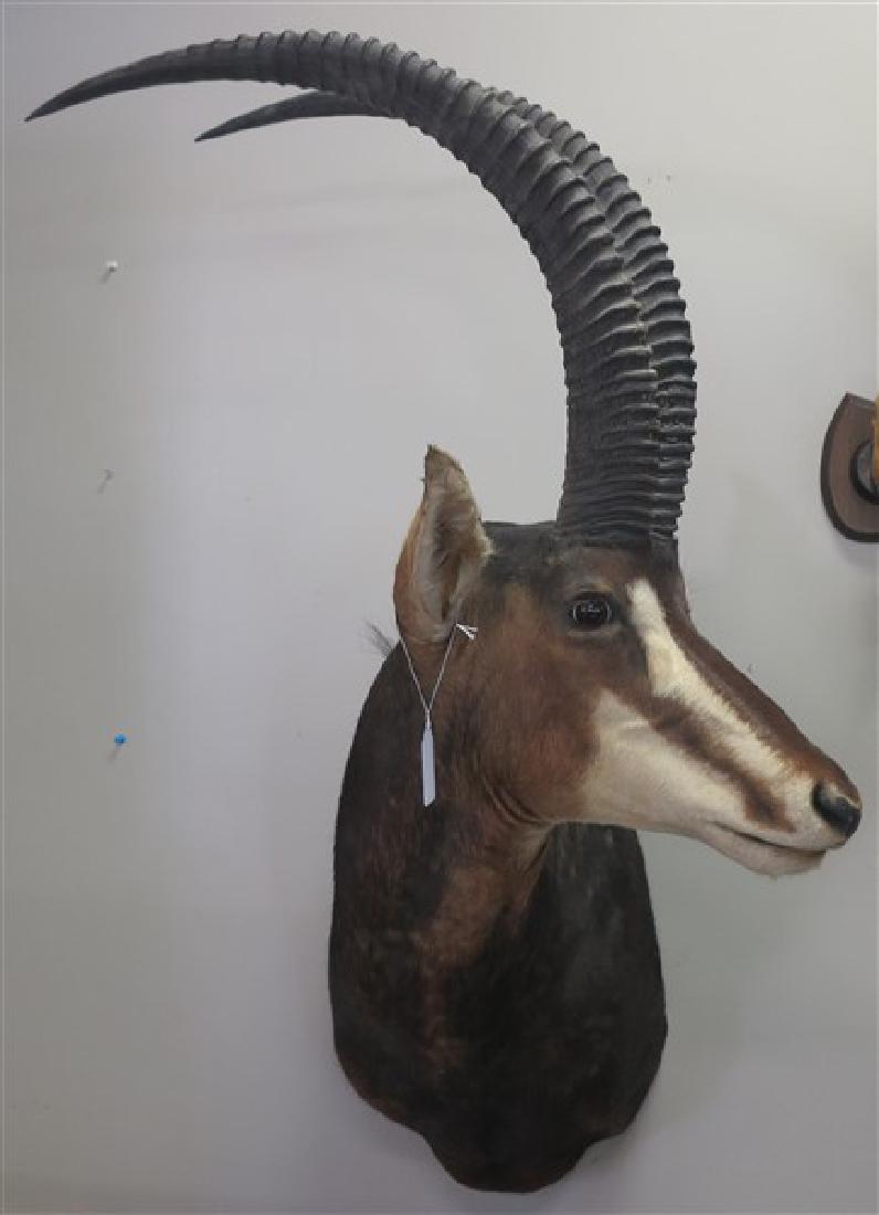 Ibex Mount: Ibex Mount