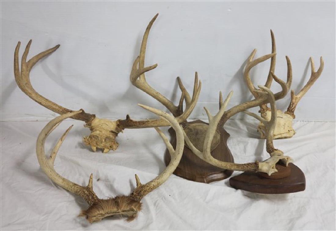 Antlers 5 piece lot: Antlers 5 piece lot
