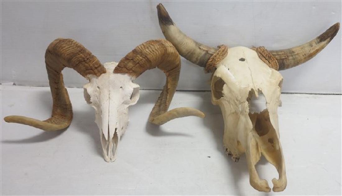 2 animal skulls (1 of 2)
