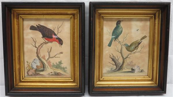 Pair nicely framed bird prints 11 X 14 (1 of 4)