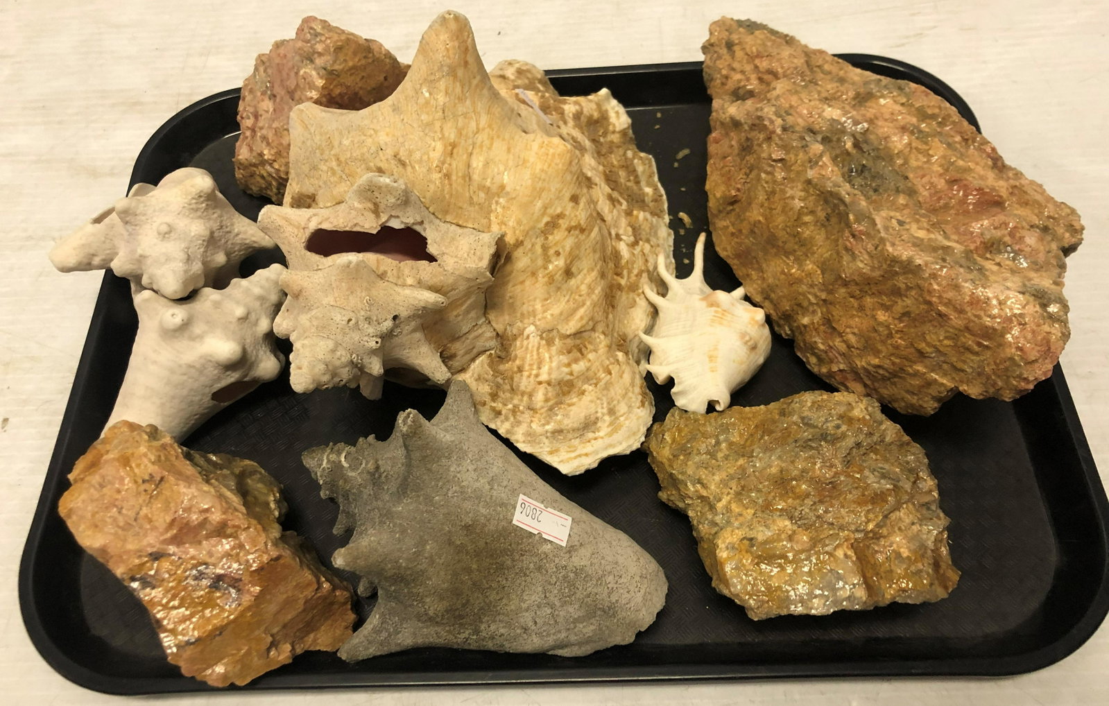 Conch Shells and Stones: Conch Shells and Stones