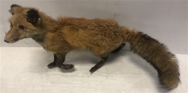 Taxidermy Red Fox "As Found" (1 of 5)