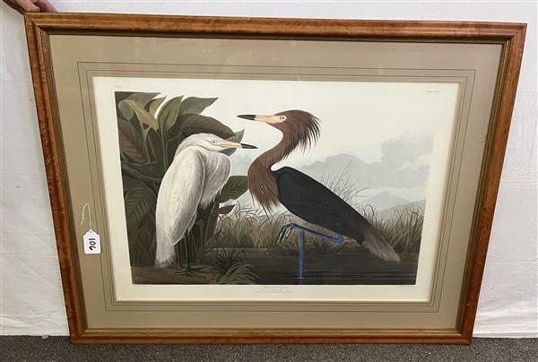 Large Folio Framed Audubon Print 38"x 50" (1 of 4)