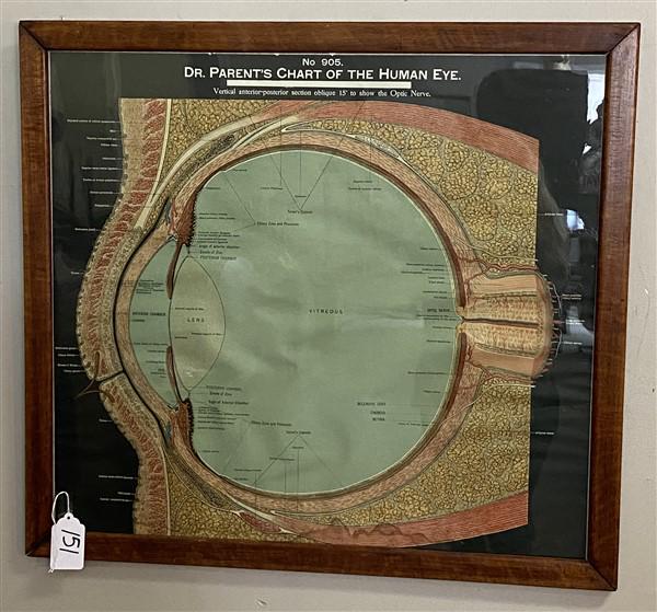 Framed Medical Chart of The Human Eye 28x30": Framed Medical Chart of The Human Eye 28x30"