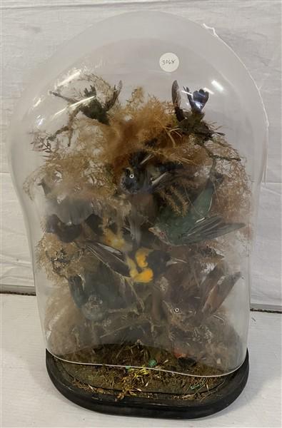 Birds Under Glass- Replaced Dome- Misfit 12"w x 19"h (1 of 7)
