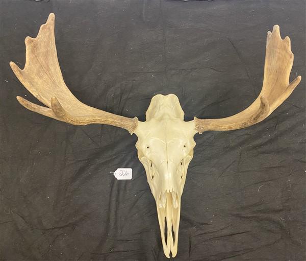 Moose Horns and Skull 31" Span (1 of 5)