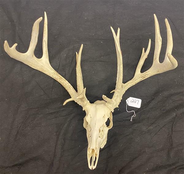 Deer Skull and Antlers (1 of 4)