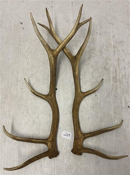 34" Elk Horns (1 of 5)