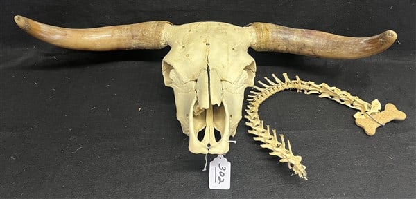 35" Steer Horn/Skull and Short Vertebrae (1 of 3)