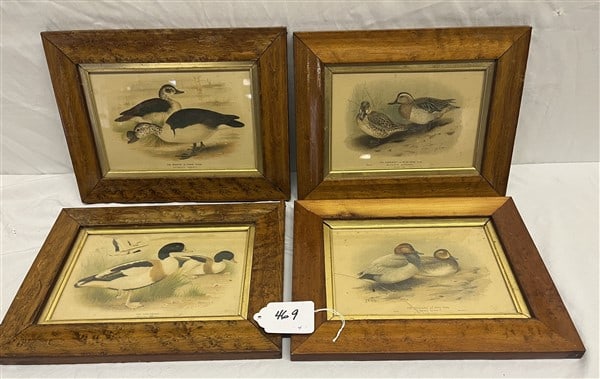 4 Quality Bird Prints in Maple Frames: 4 Quality Bird Prints in Maple Frames
