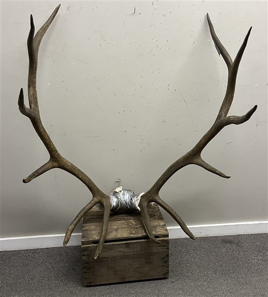 Large Rack of Elk Horns: Large Rack of Elk Horns