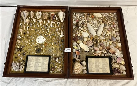 Collection of Shells in Fitted Case