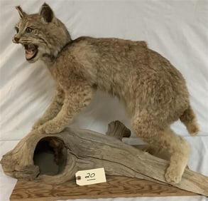 Taxidermy Bobcat