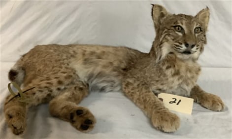 Taxidermy Bobcat