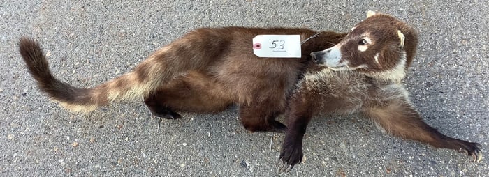 Taxidermy South American Coati Mendi