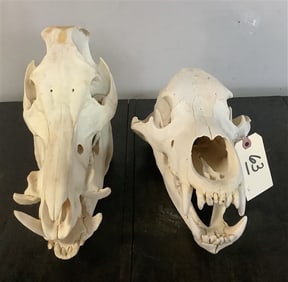 Bear and Boar Skulls