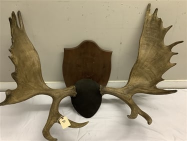 Moose Antlers - 43" span 50 lbs