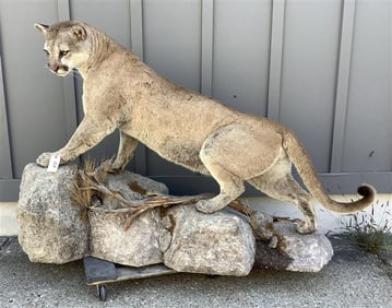 Western Mountain Lion