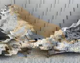 Western Mountain Lion