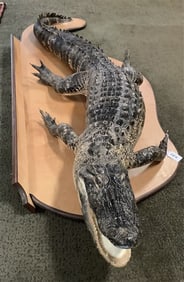 Taxidermy Alligator