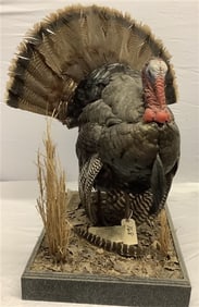 Taxidermy Turkey