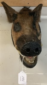Boar's Head - approx 20 lbs