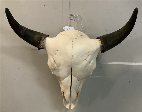 Bison Skull and Horns - Approx 20 lbs: Bison Skull and Horns - Approx 20 lbs