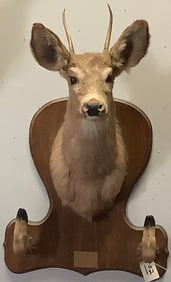 Deer Mount with Hoof Hooks