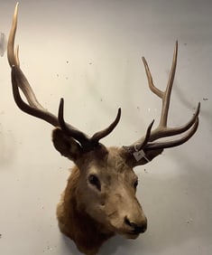 Majestic Elk Mount