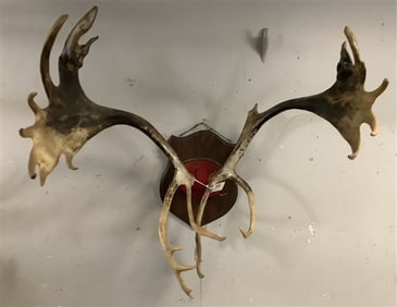 Caribou Antlers