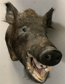 Wild Boar's Head