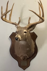 12 Point Buck