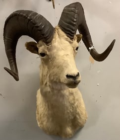 Big Horn Sheep