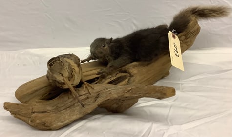 Black Squirrel and Woodpecker