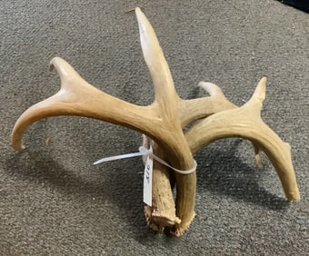 3 Antlers