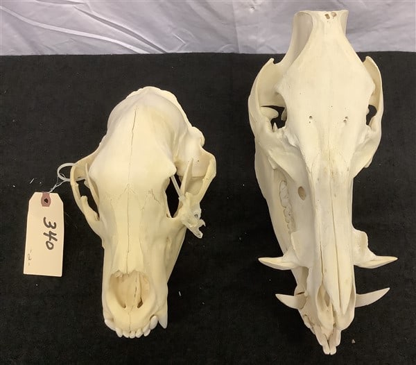 2 Skulls: 2 Skulls