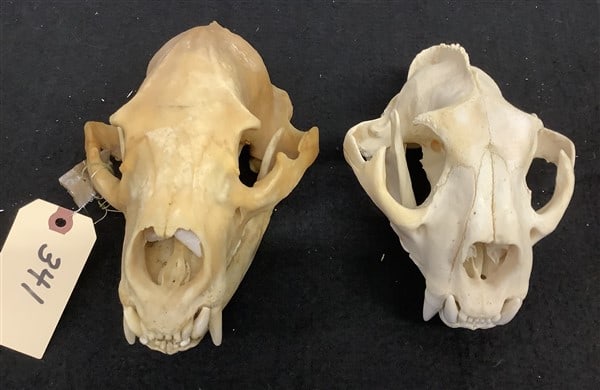 2 Skulls: 2 Skulls