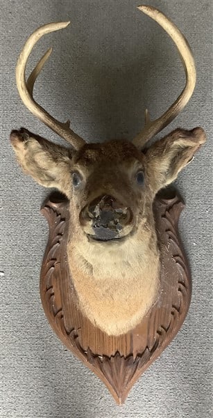 Taxidermy (1 of 2)