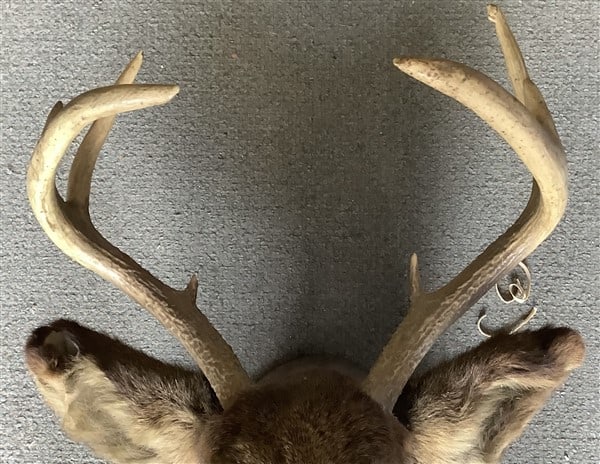 Taxidermy - 2