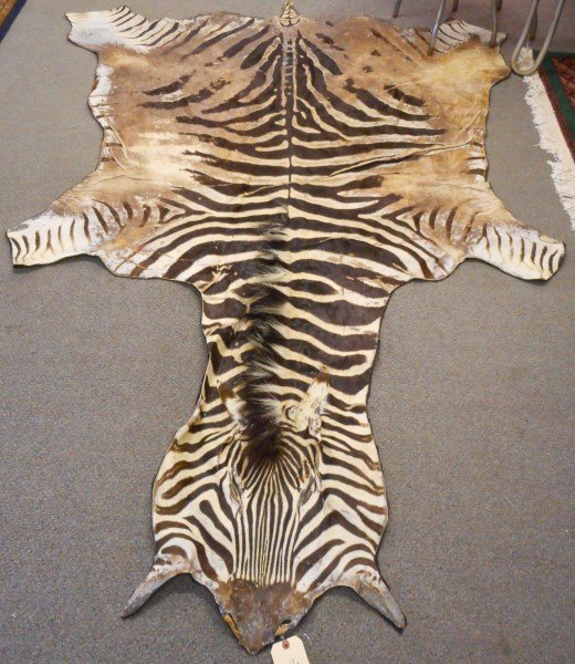 Zebra: Zebra