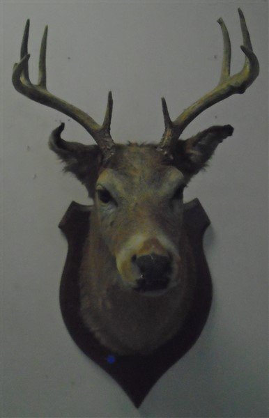 Deer Mount: Deer Mount