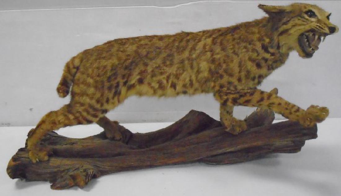Taxidermy Bobcat: Taxidermy Bobcat